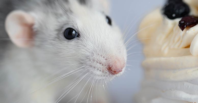 Декоративная крыса дамбо: питание и содержание, плюсы и минусы, отзывы о питомце
